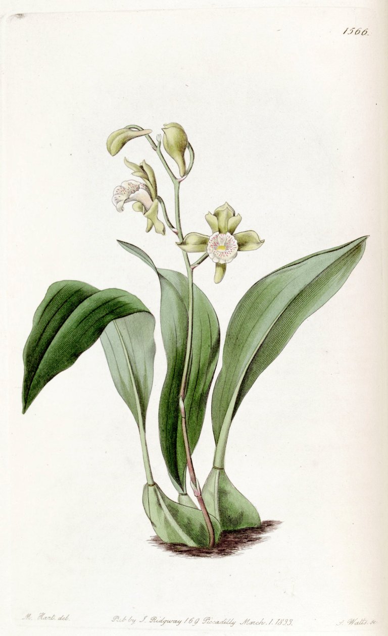 Bifrenaria racemosa（同上Maxillaria racemosa） 作： J.ワッツ