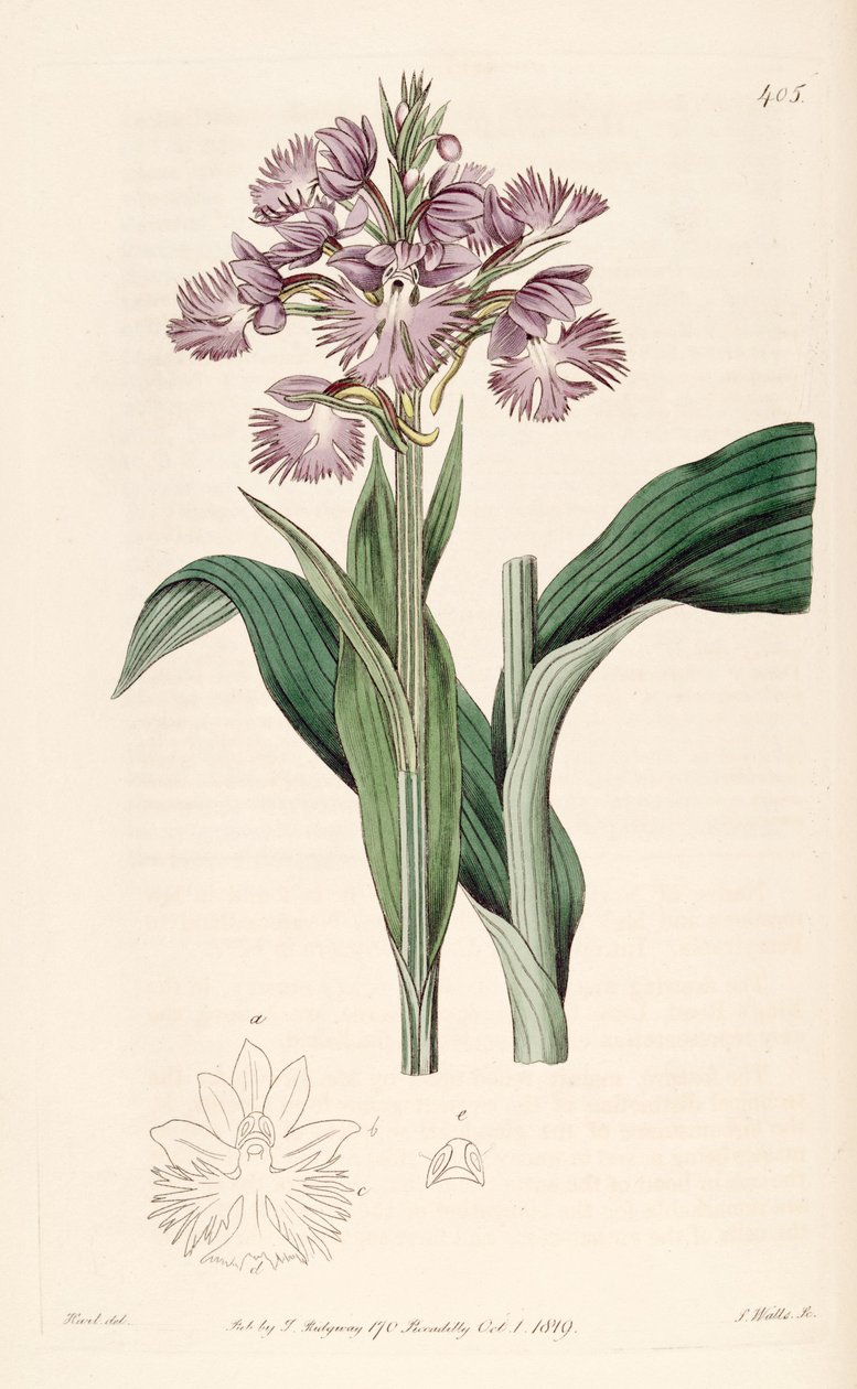 Platanthera grandiflora（同種Habenaria fimbriata）のイラスト 作： J.ワッツ