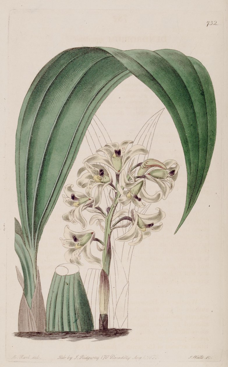 Xylobium squalens（syn。Dendrobium squalens）のイラスト 作： J.ワッツ