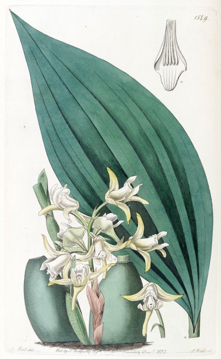 Maxillaria palmifolia（同上Maxillaria decolor） 作： J.ワッツ