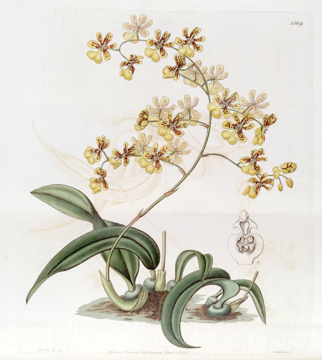 Oncidium auriculaまたはOncidium harrisonianum 作： J.ワッツ