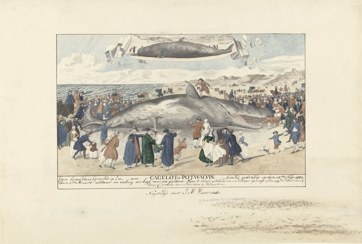 エグモンド・アーン・ゼーに座礁したマッコウクジラ、1764年 Egmond op Zee、Cagelot または Potwhale のすぐ北。 1764 年 2 月 15 日に生きたまま座礁。 (オブジェクトのタイトル) 作： はいVisser