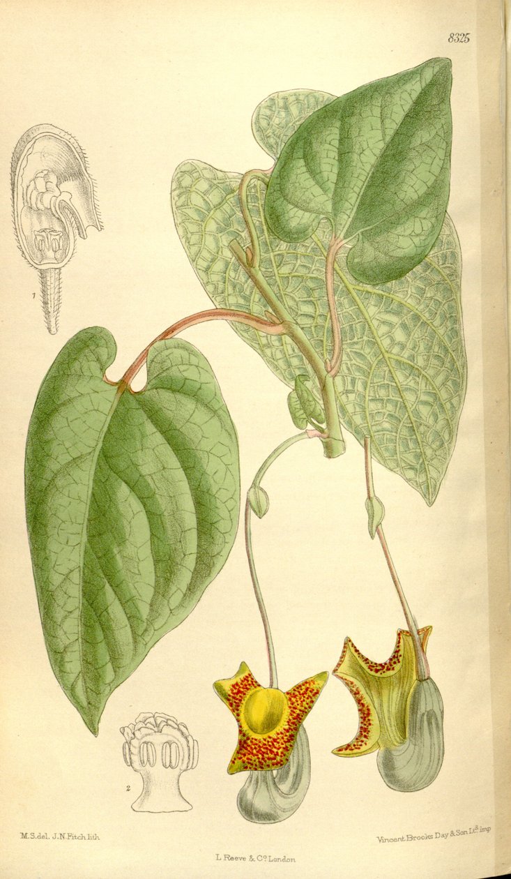 Aristolochia moupinensis 作： JNフィッチ