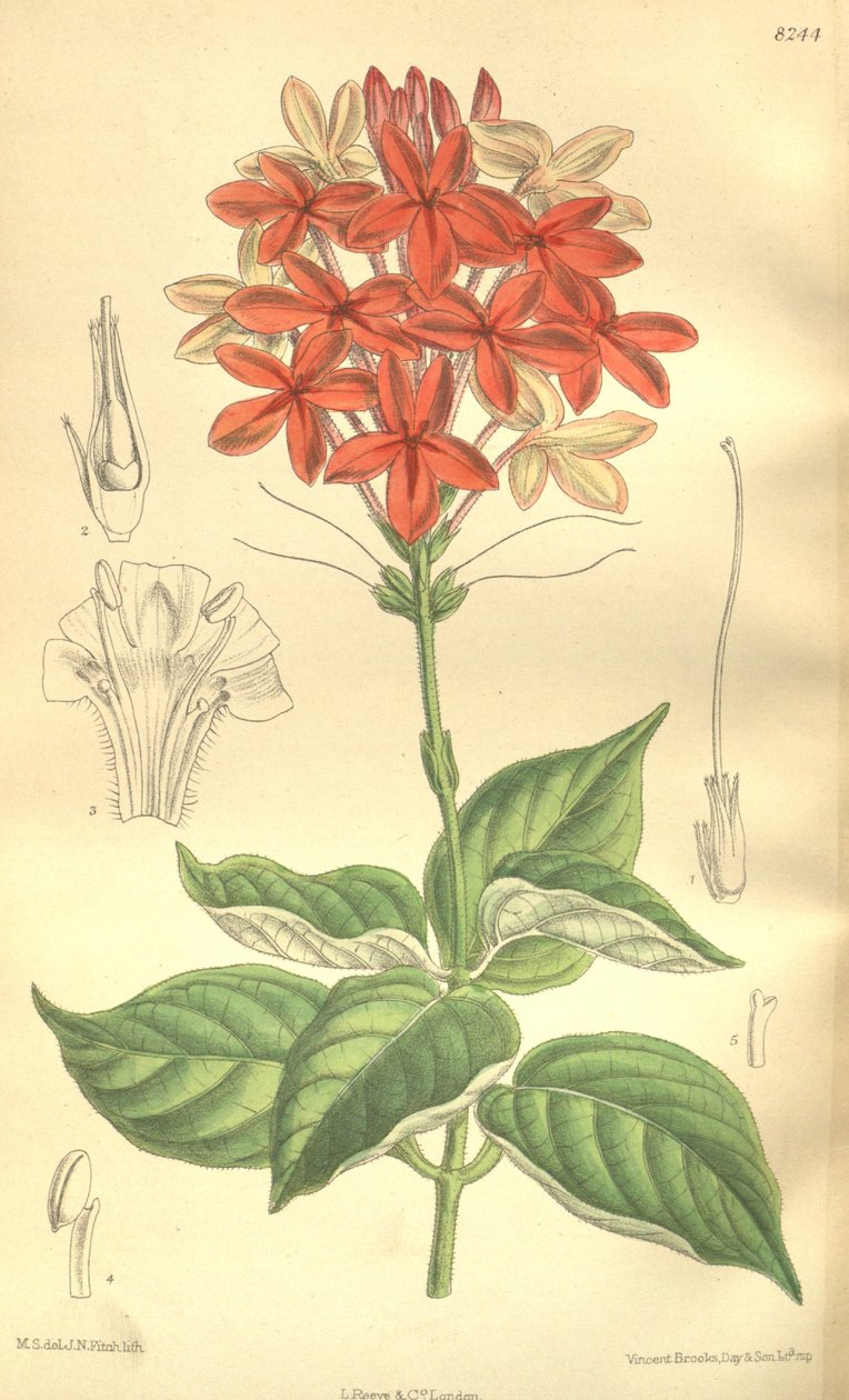 Pseuderanthemum seticalyx（= Ruspolia seticalyx）、ツツジ科 作： JNフィッチ