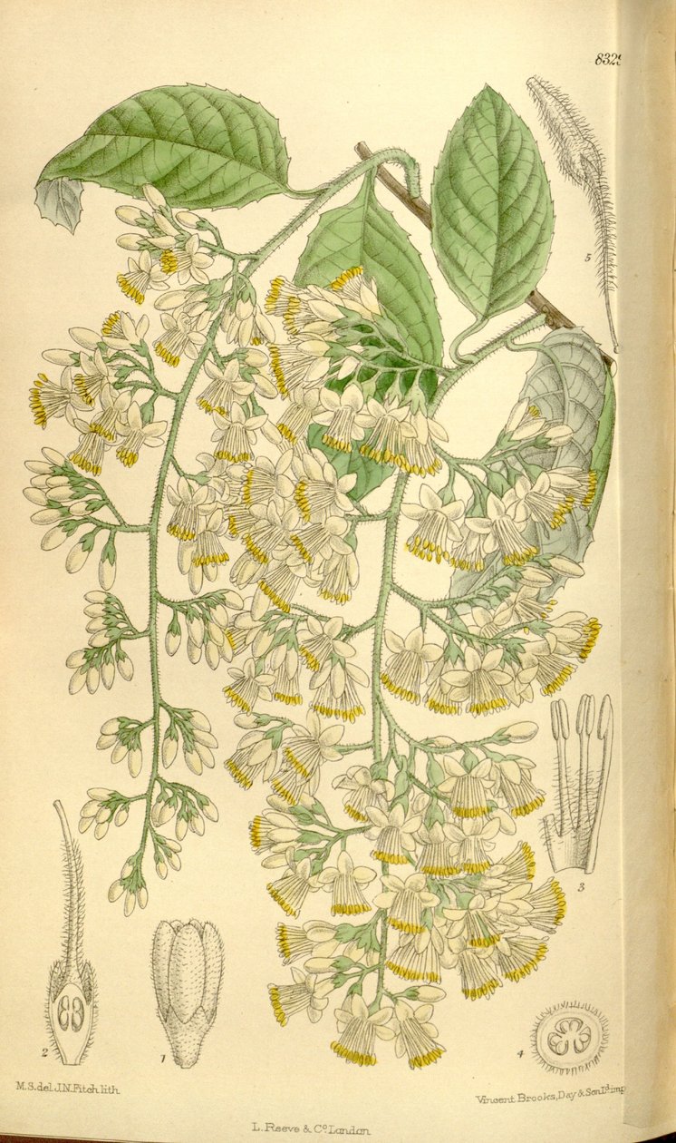 Pterostyrax hispidus、Styracaceae 作： JNフィッチ