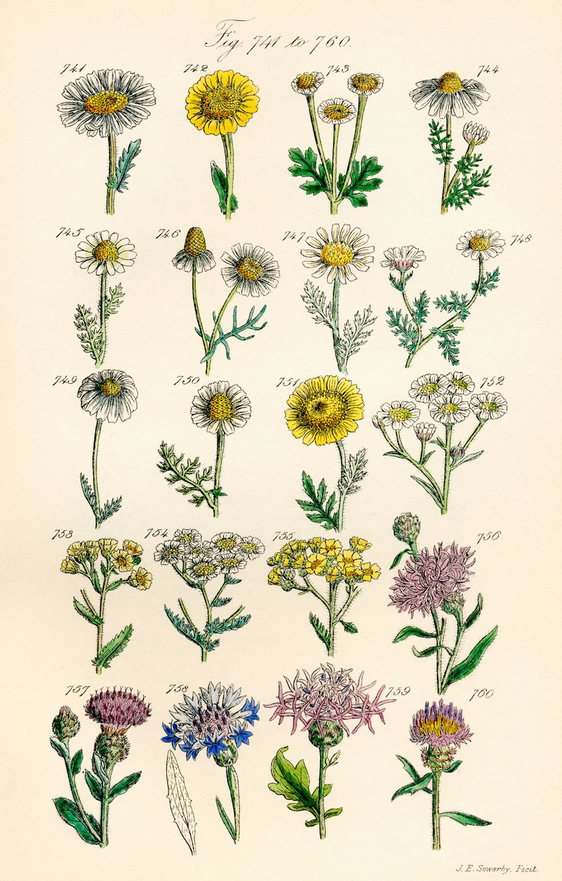 J. E. Sowerby と C. P. Johnson の作品にちなんだ、British Wild Flowers のカラー イラストのページ 作： JE と Johnson CP Sowerby