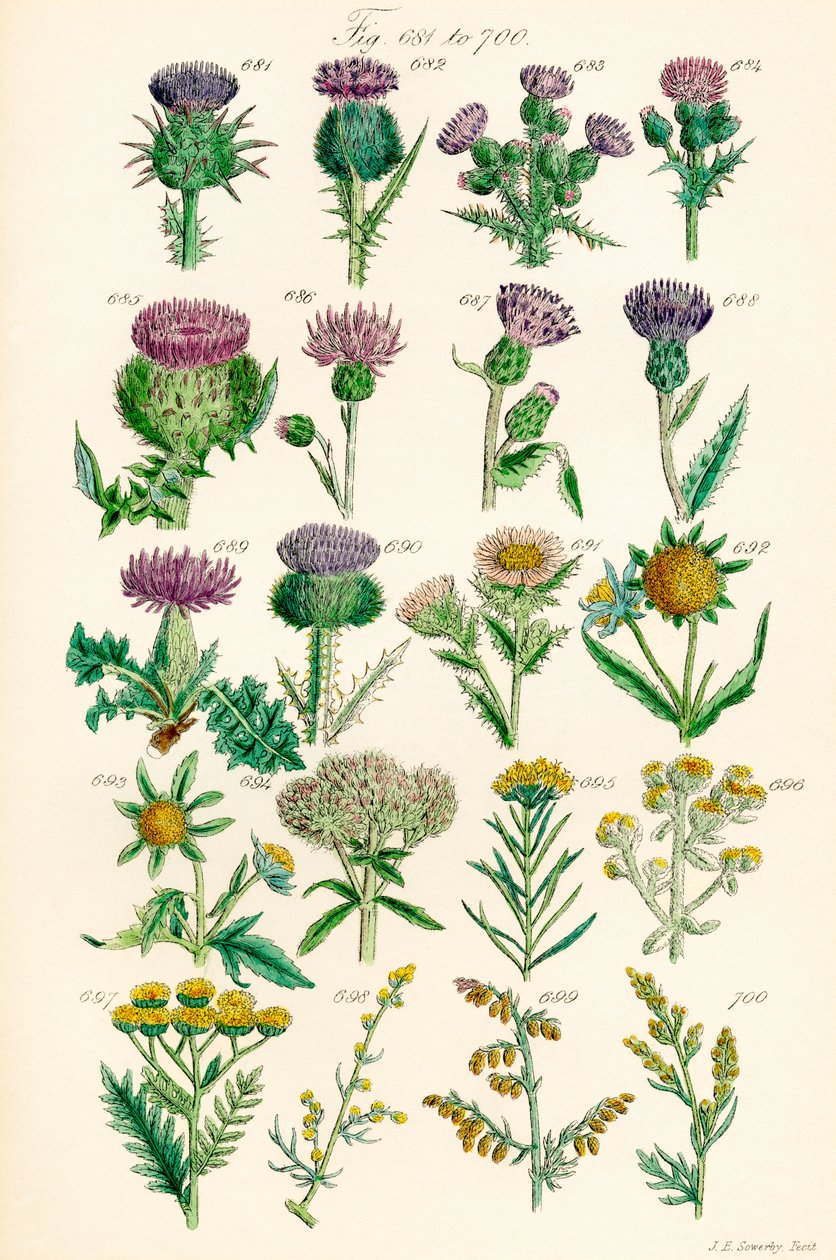 J. E. Sowerby と C. P. Johnson の作品にちなんだ、British Wild Flowers のカラー イラストのページ 作： JE と Johnson CP Sowerby