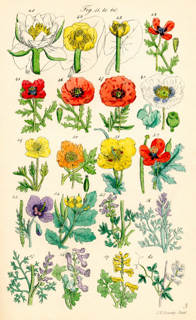 J. E. Sowerby と C. P. Johnson の作品にちなんだ、British Wild Flowers のカラー イラストのページ 作： JE と Johnson CP Sowerby