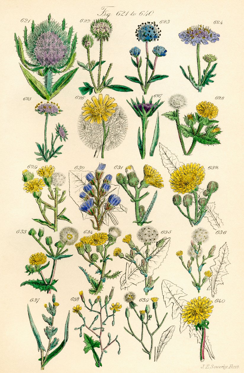 J. E. Sowerby と C. P. Johnson の作品にちなんだ、British Wild Flowers のカラー イラストのページ 作： JE と Johnson CP Sowerby