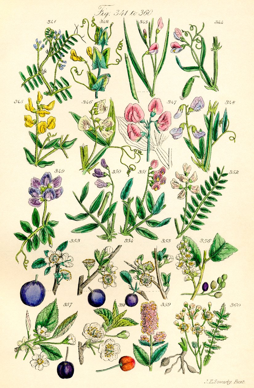 J. E. Sowerby と C. P. Johnson の作品にちなんだ、British Wild Flowers のカラー イラストのページ 作： JE と Johnson CP Sowerby