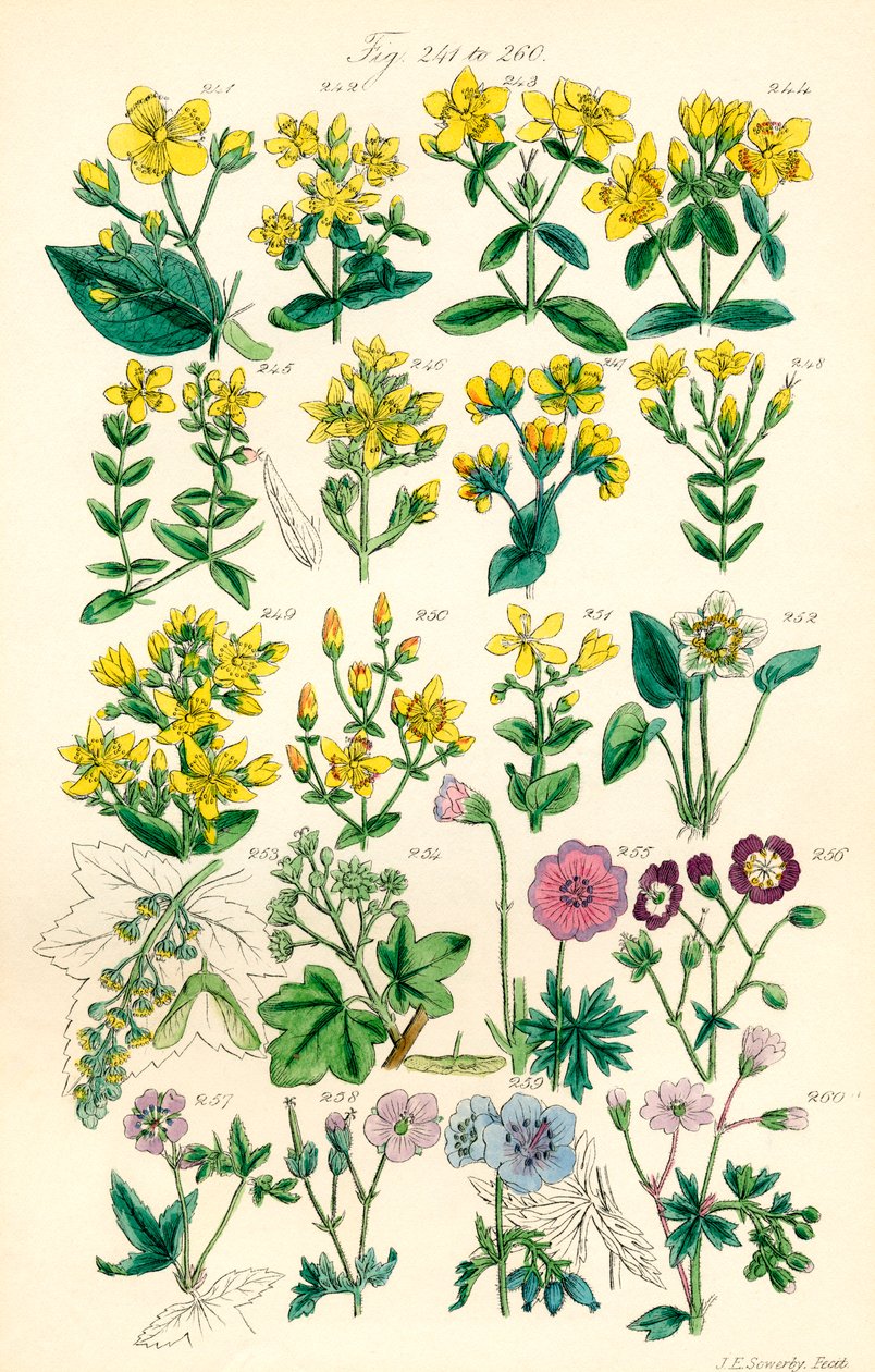 J. E. Sowerby と C. P. Johnson の作品にちなんだ、British Wild Flowers のカラー イラストのページ 作： JE と Johnson CP Sowerby