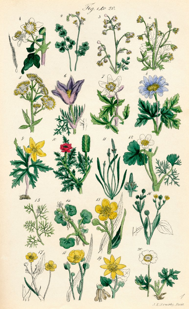 J. E. Sowerby と C. P. Johnson の作品にちなんだ、British Wild Flowers のカラー イラストのページ 作： JE と Johnson CP Sowerby