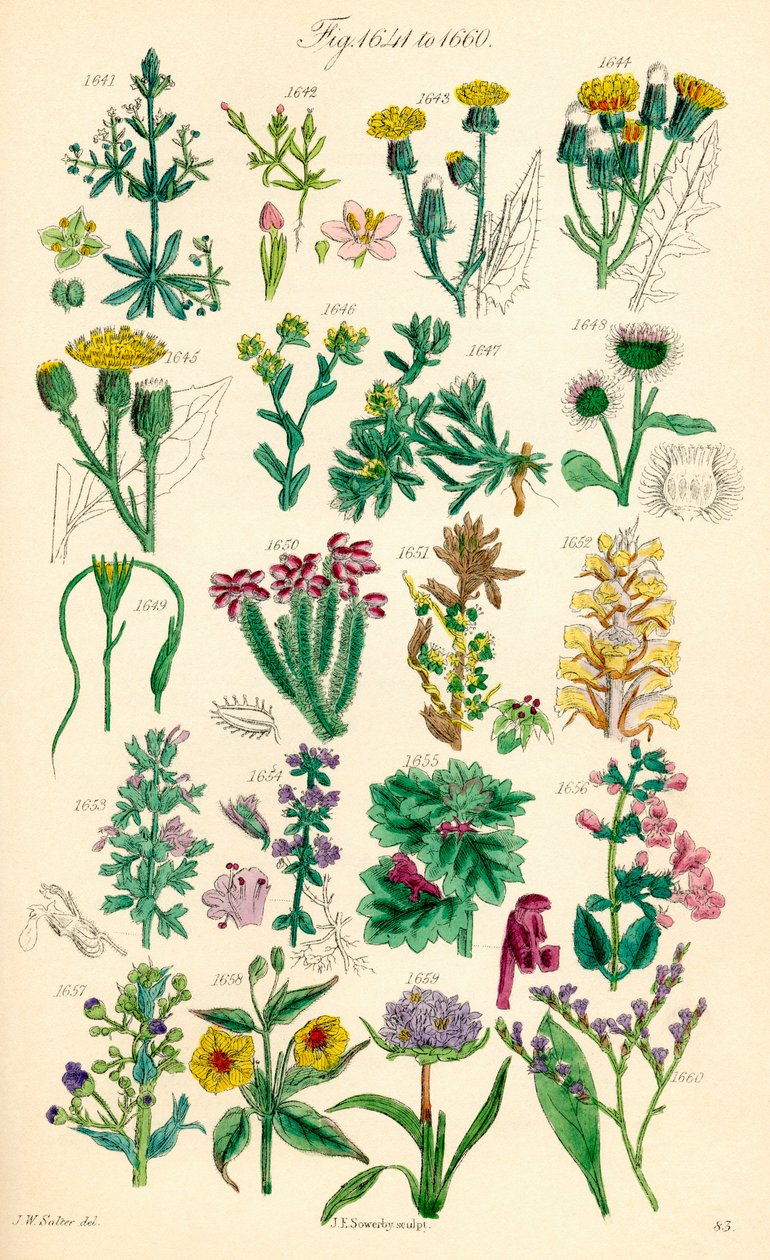 J. E. Sowerby と C. P. Johnson の作品にちなんだ、British Wild Flowers のカラー イラストのページ 作： JE と Johnson CP Sowerby