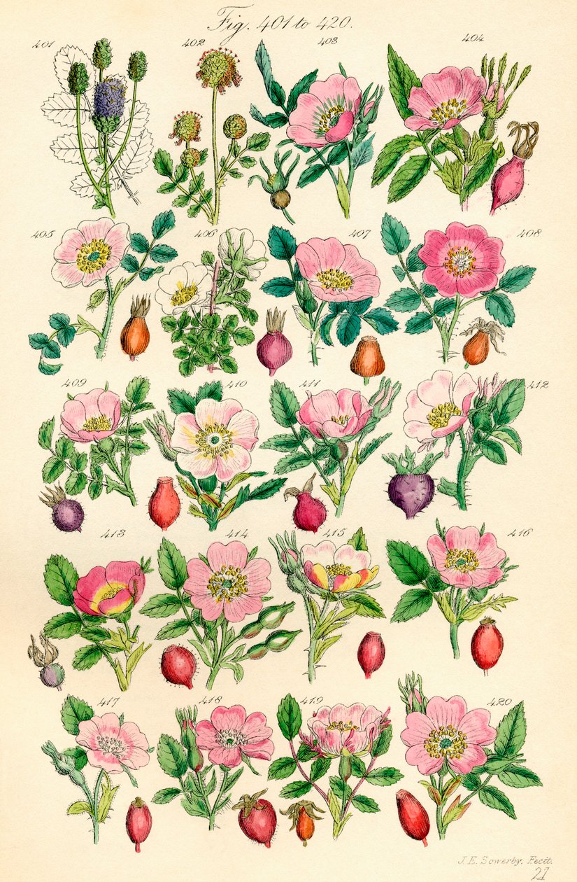 J. E. Sowerby と C. P. Johnson の作品にちなんだ、British Wild Flowers のカラー イラストのページ 作： JE と Johnson CP Sowerby