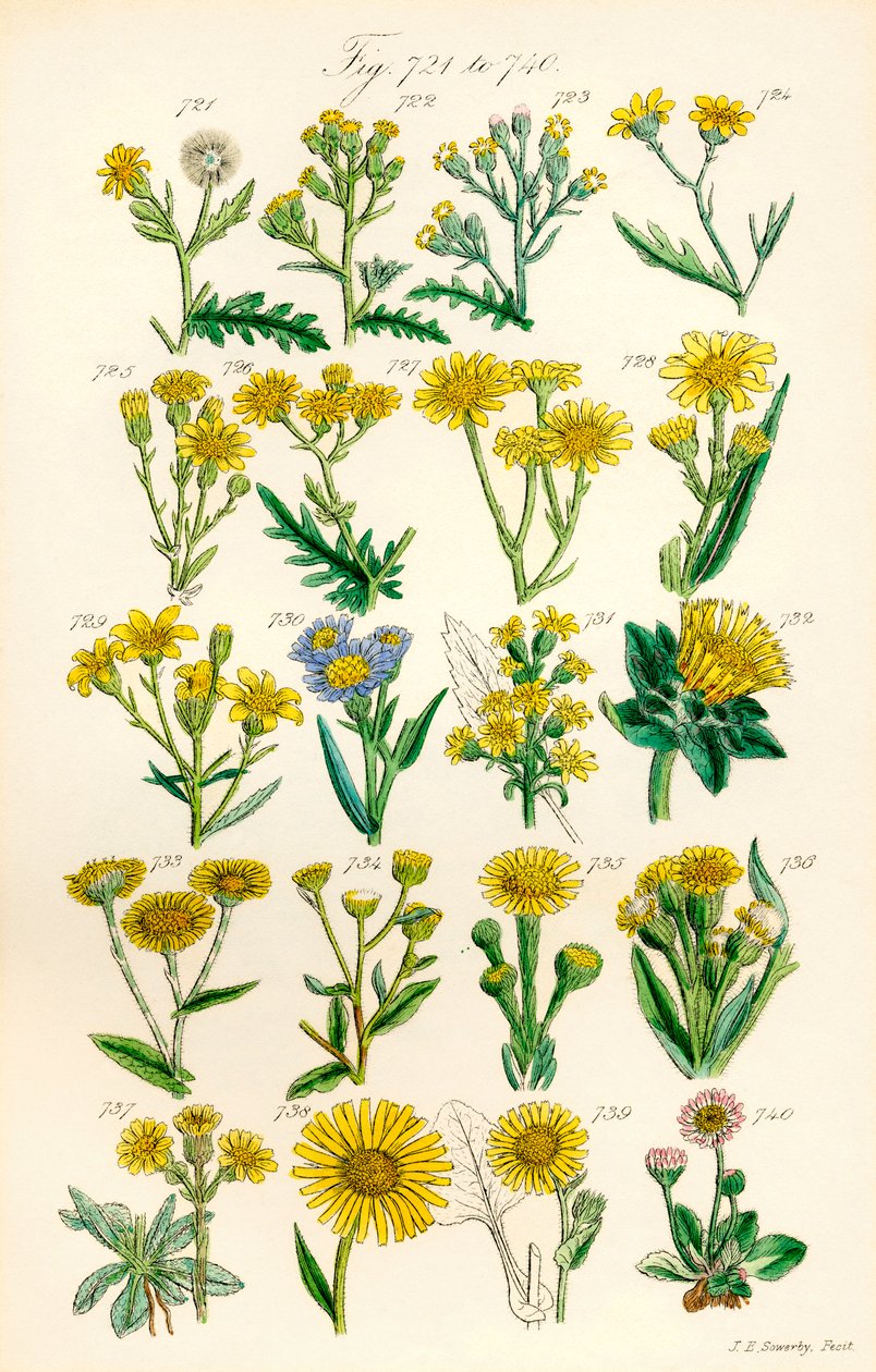 J. E. Sowerby と C. P. Johnson の作品にちなんだ、British Wild Flowers のカラー イラストのページ 作： JE と Johnson CP Sowerby