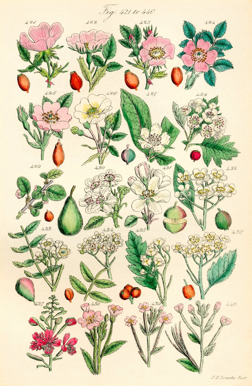 J. E. Sowerby と C. P. Johnson の作品にちなんだ、British Wild Flowers のカラー イラストのページ 作： JE と Johnson CP Sowerby