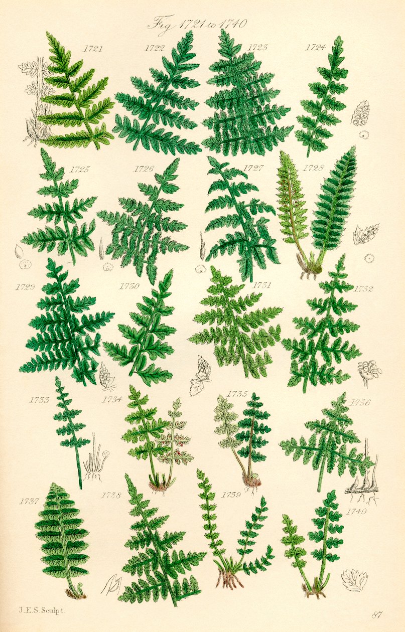 J. E. Sowerby と C. P. Johnson の作品にちなんだ、British Wild Flowers のカラー イラストのページ 作： JE と Johnson CP Sowerby