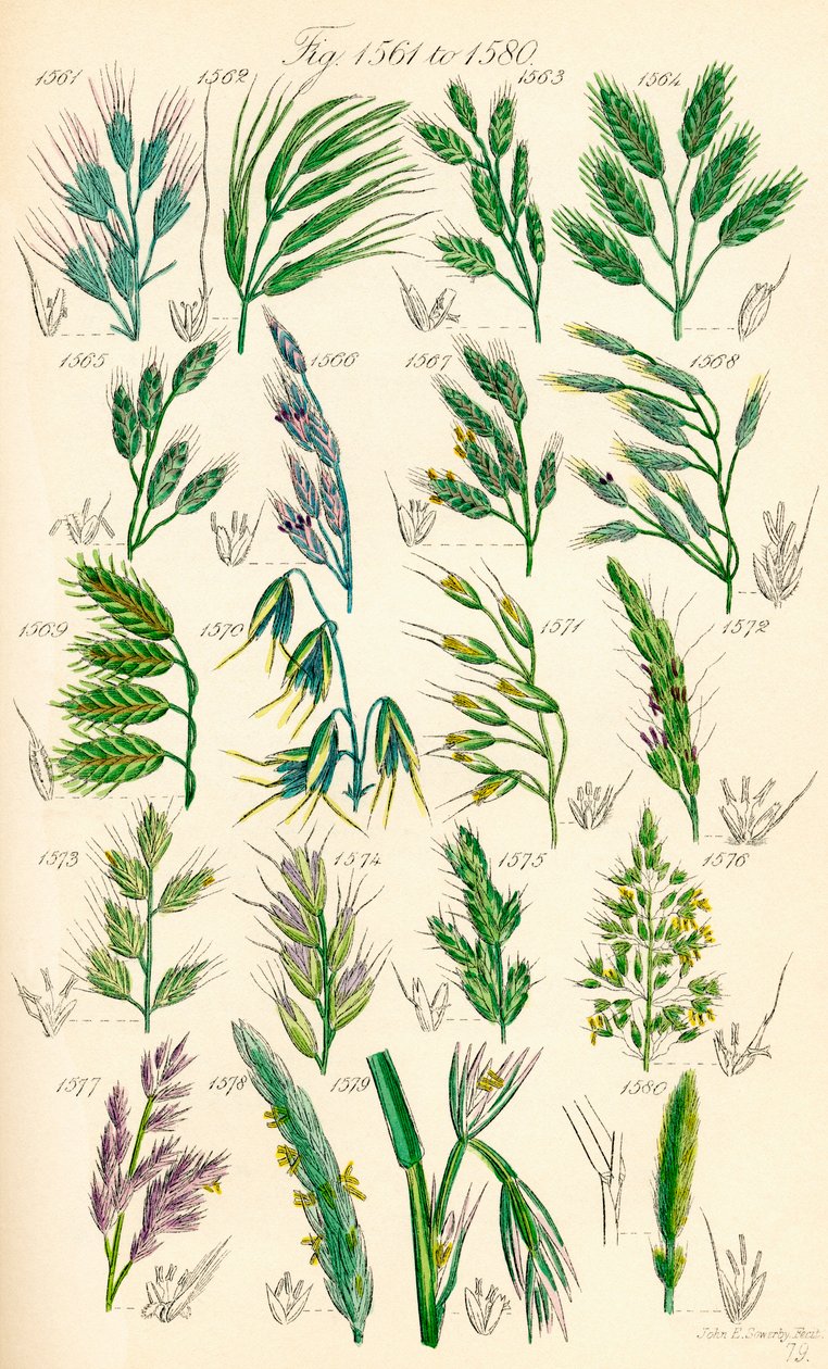 J. E. Sowerby と C. P. Johnson の作品にちなんだ、British Wild Flowers のカラー イラストのページ 作： JE と Johnson CP Sowerby