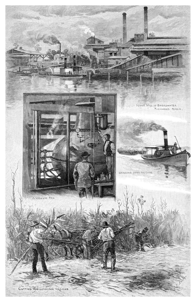 砂糖産業、オーストラリア、ニューサウスウェールズ州リッチモンドリバー、1886年。 作： JRアシュトン