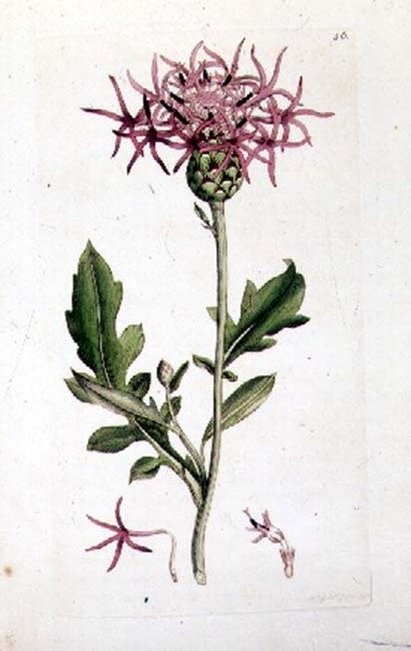 グレート・ナップウィード（"English Botany "の一巻より。1790年から1814年の間に作られた手彩色の彫刻です。 作： J.とスミスJEサワービー
