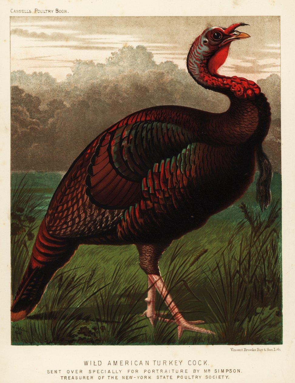 野生のアメリカ七面鳥のコック、Meleagris gallopavo 作： JW（後）ラドロー