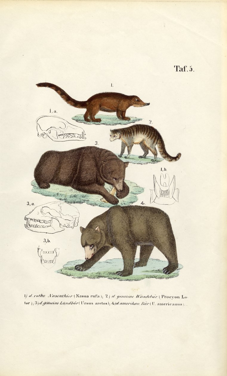 クマとその近縁肉食動物と頭骨の詳細 作： 