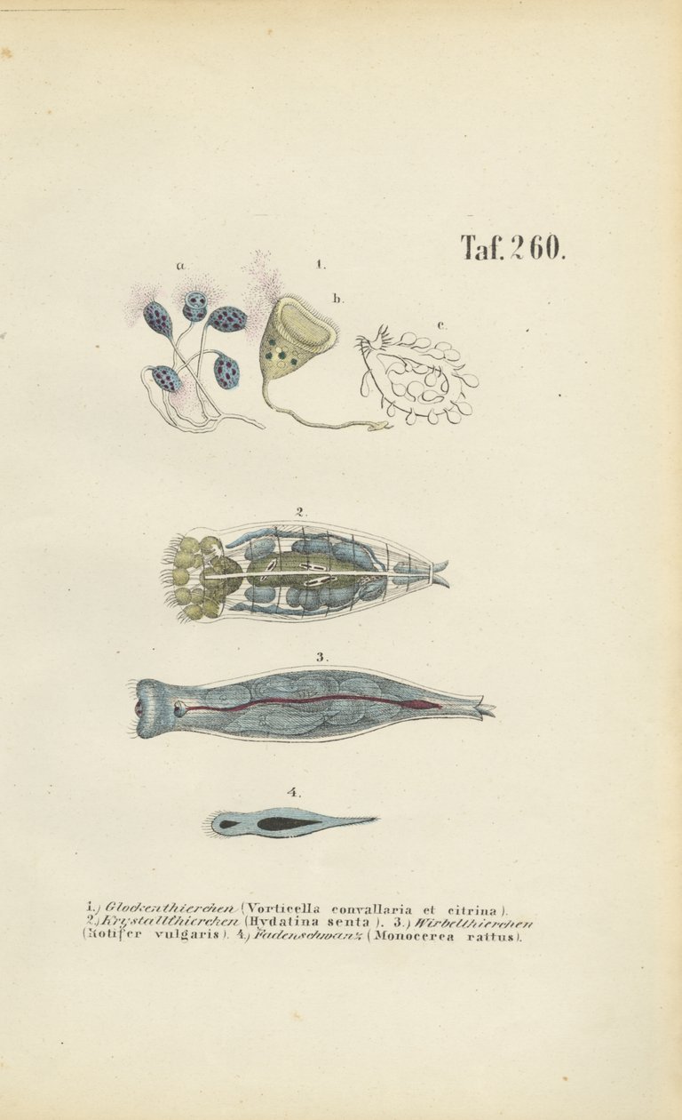 ミクロの単細胞生物：鈴虫、ワムシ、ヒラムシ 作： 