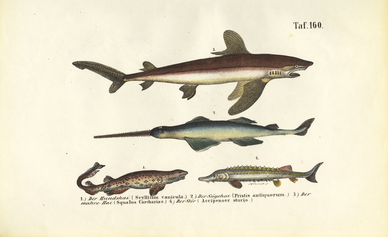 サメとチョウザメのような魚 作： 