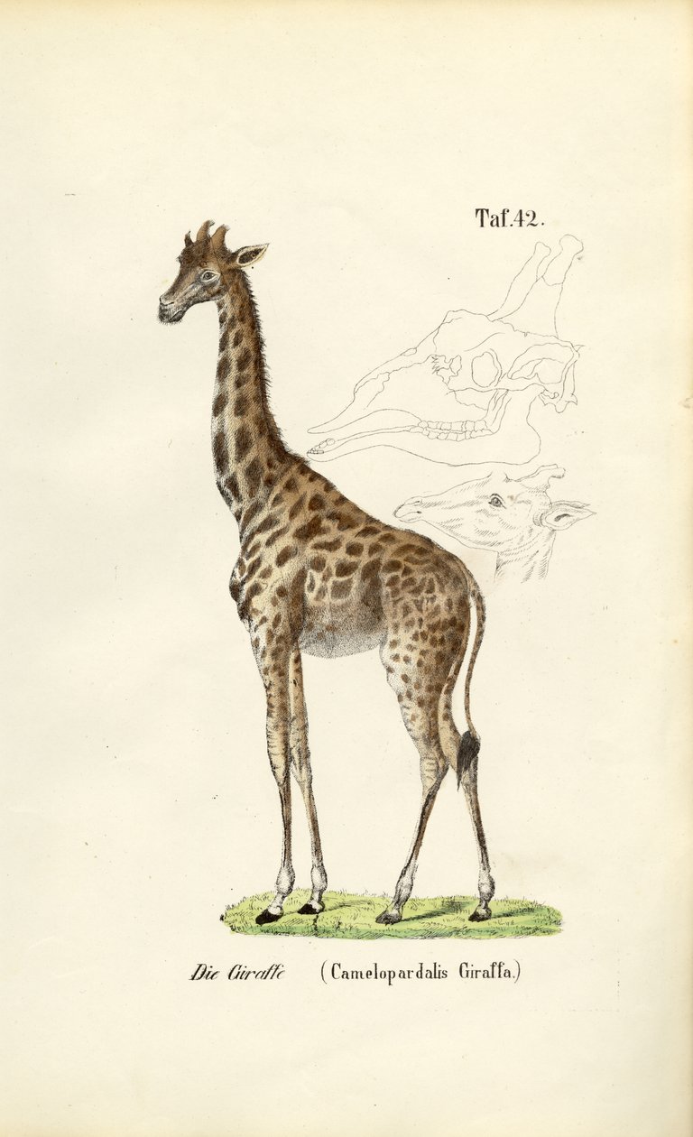  作： 