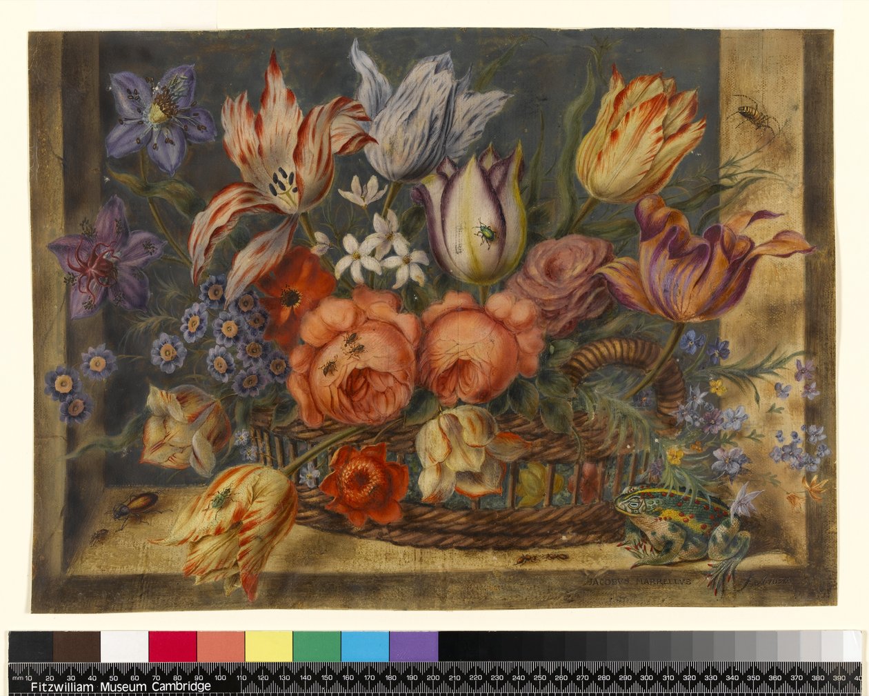 PD.796-1973カエルと昆虫が入ったバスケットの花1634（トイレとベラムのガッシュ） 作： ジェイコブ・マレル