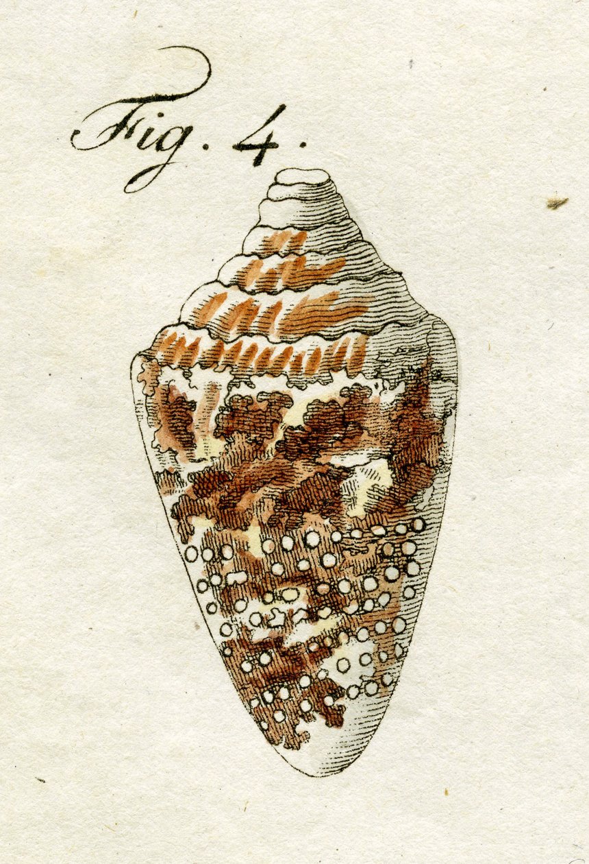 Conus Ammiralisのイラスト、1790年（手描きの彫刻） 作： 