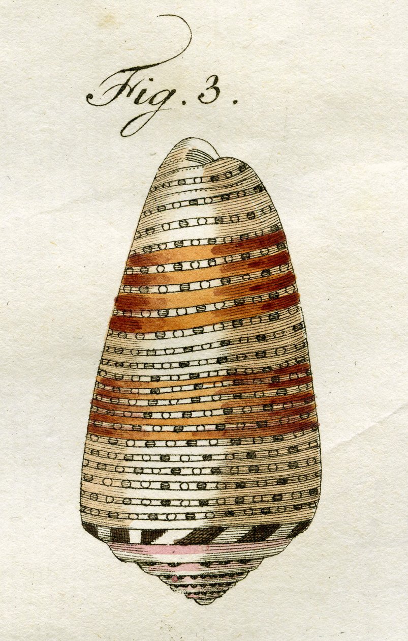 Conus（オレンジ種）のイラスト、1790年（手描きの彫刻） 作： ジェイコブザビエルシュミュザー