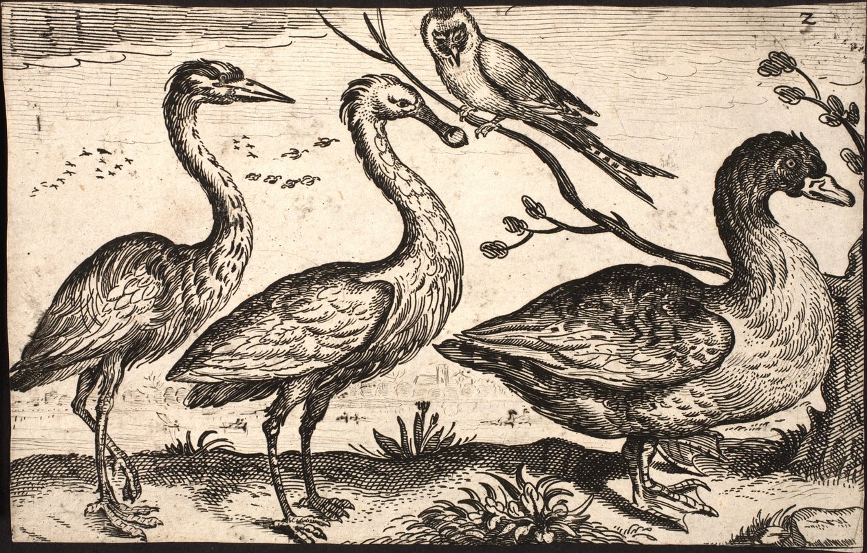 サギ、ヘラサギ、鳥、ガチョウ 作： ジェイコブ・マサム