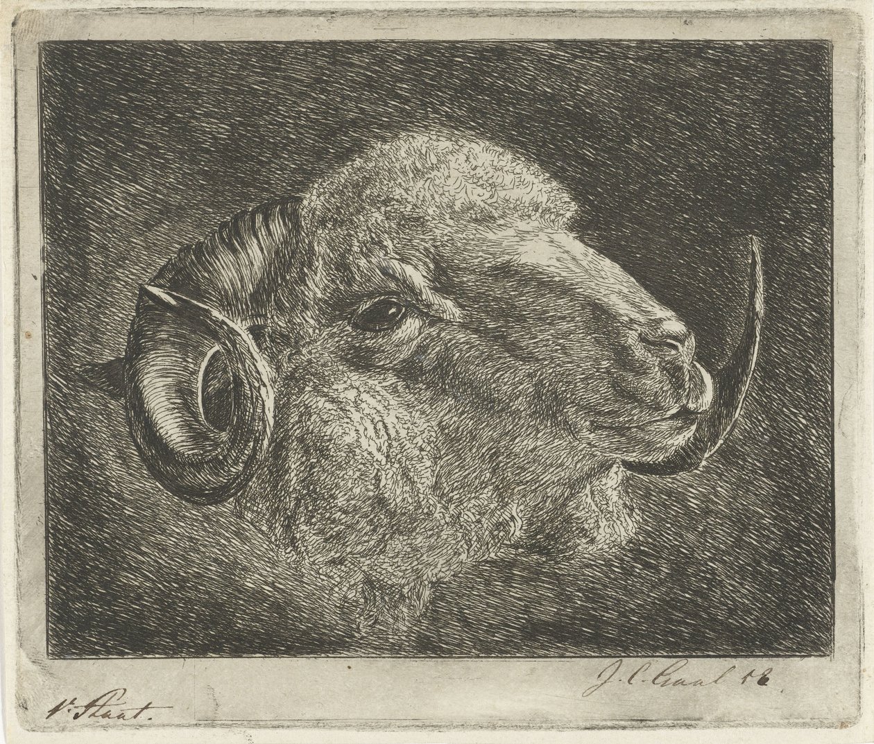 角を後ろに向けた雄羊の頭 作： Jacobus Cornelis Gaal（アーティストによる署名）
