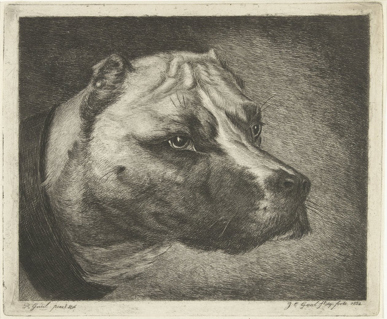 首輪付き犬の頭 作： Jacobus Cornelis Gaal