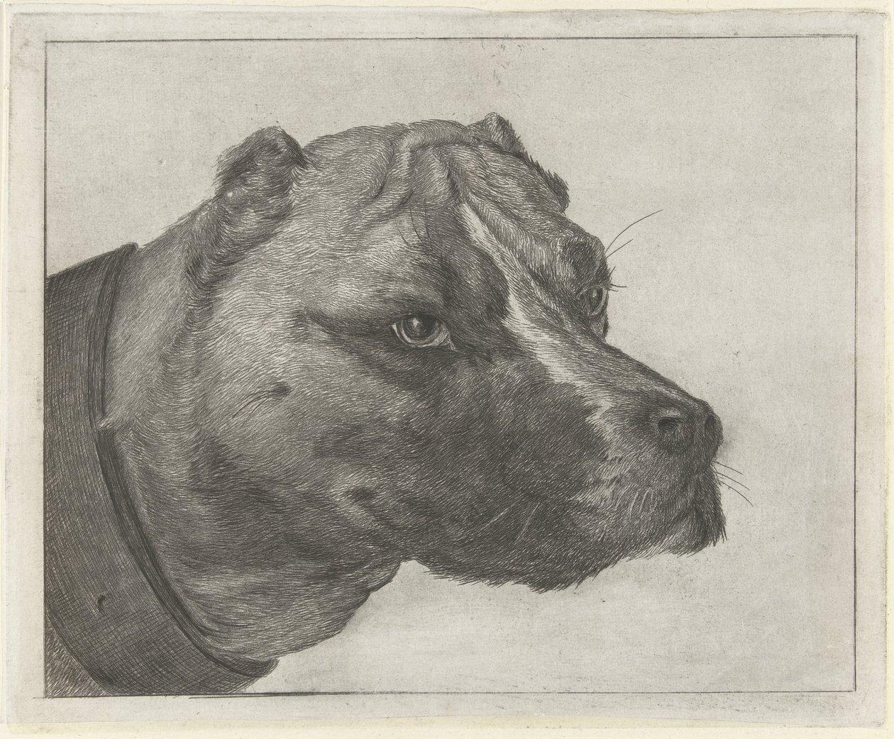首輪付き犬の頭 作： Jacobus Cornelis Gaal