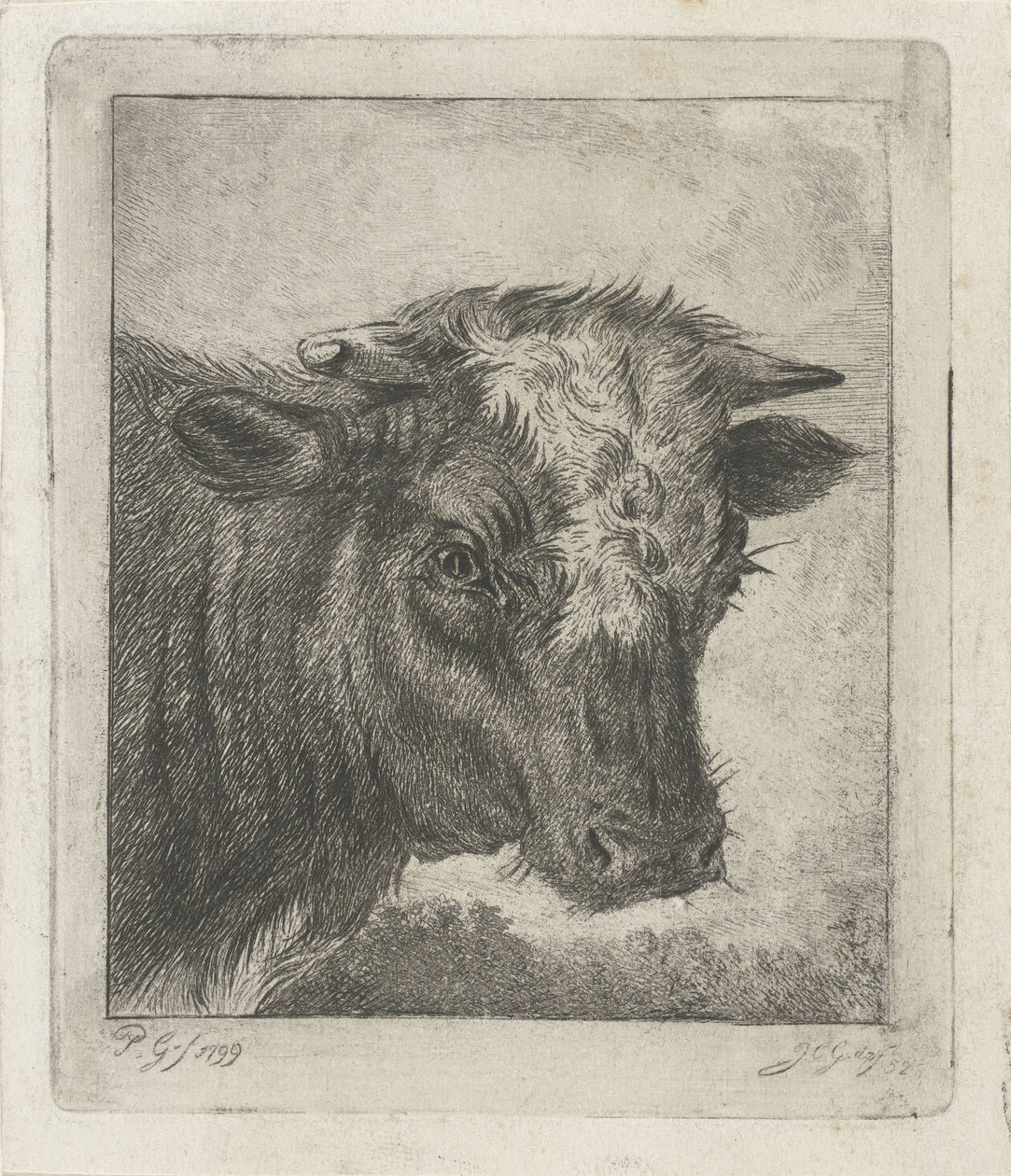 白いタートルネックの牛の頭 作： Jacobus Cornelis Gaal