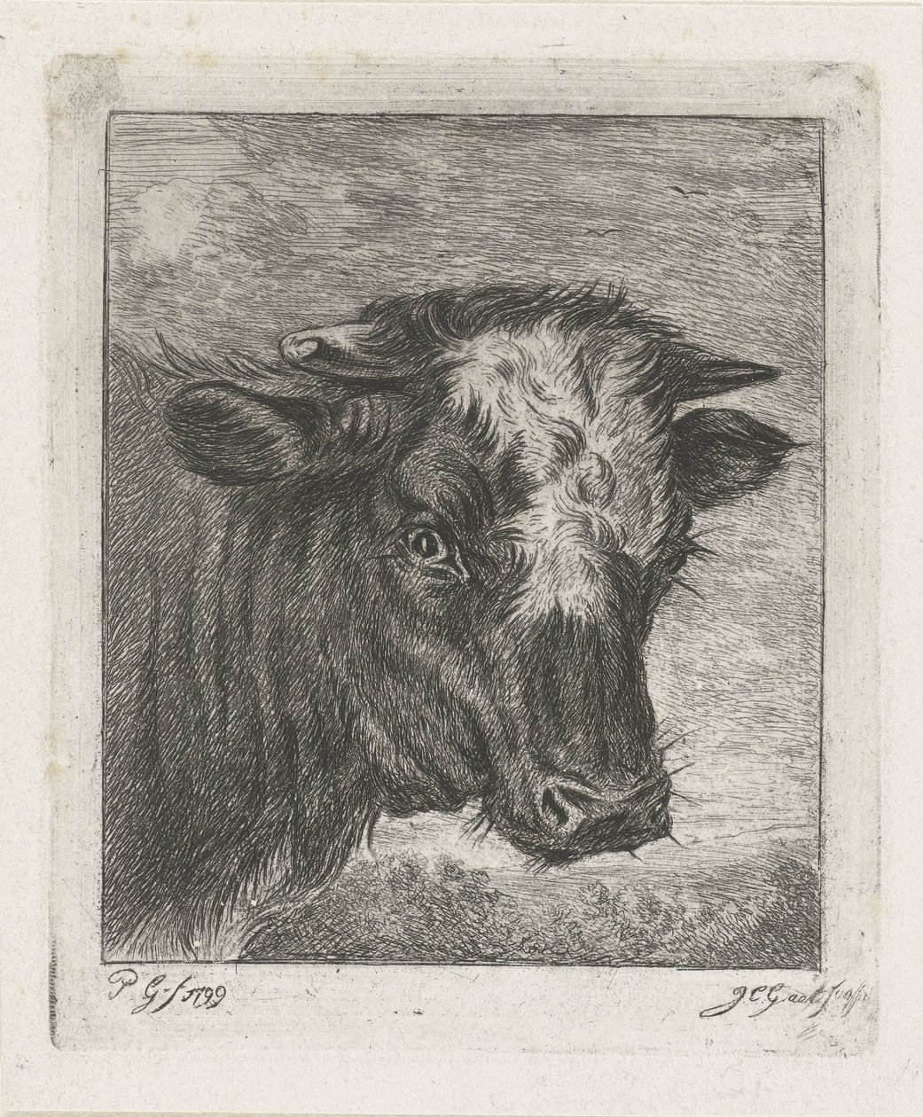 白いタートルネックの牛の頭 作： Jacobus Cornelis Gaal