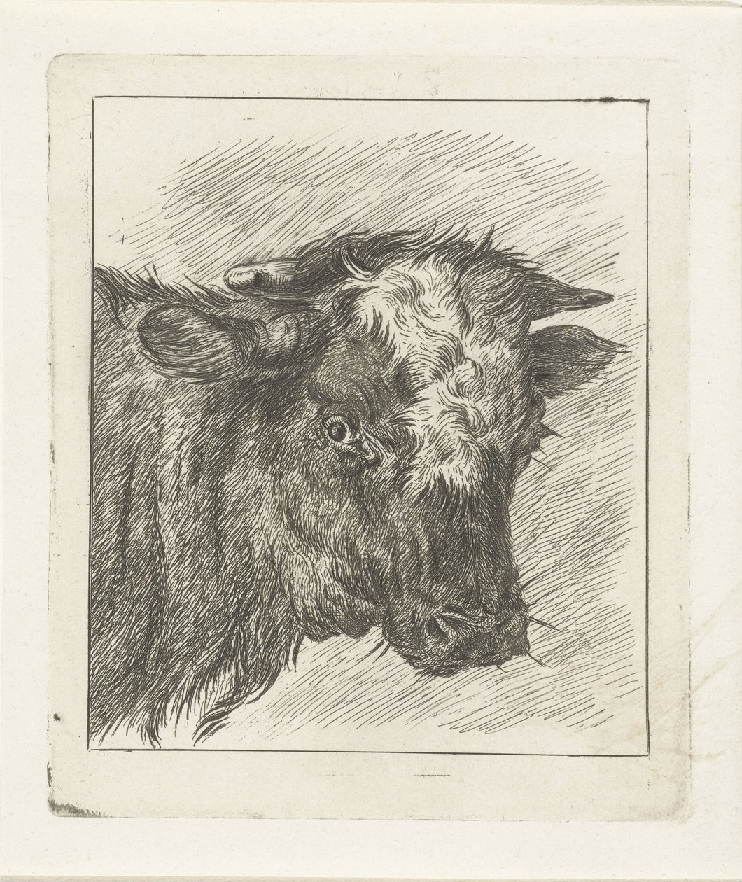 白いタートルネックの牛の頭 作： Jacobus Cornelis Gaal