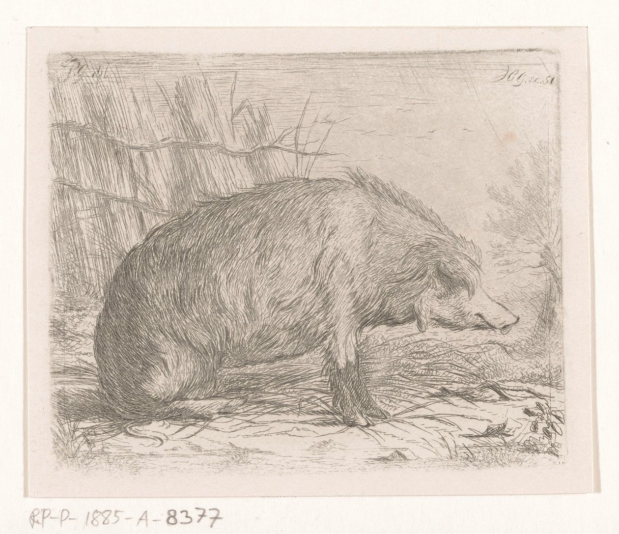 座っているイノシシ 作： Jacobus Cornelis Gaal