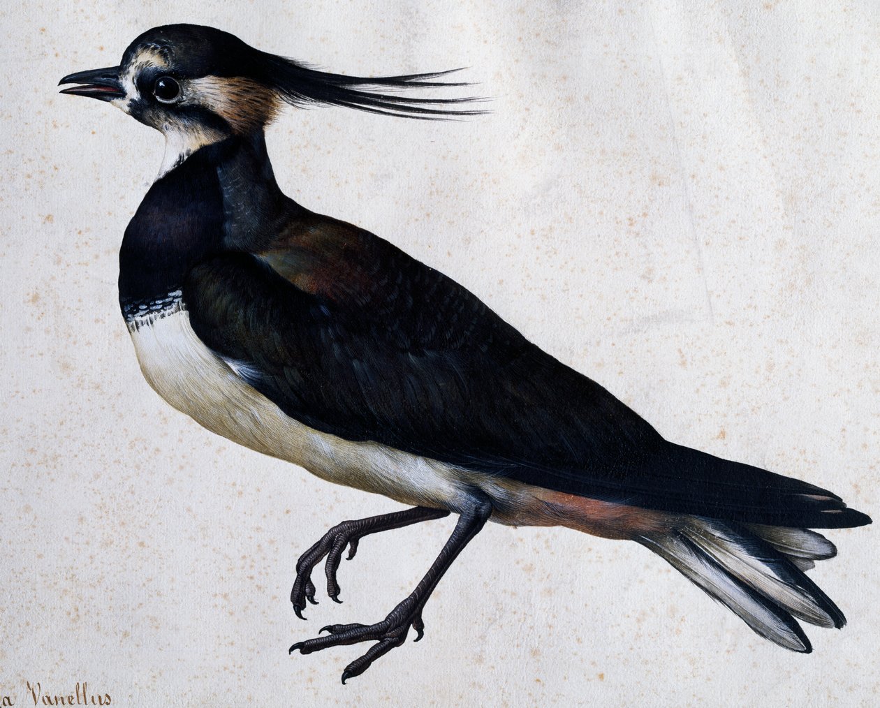 トリンガ・ヴァネルス(Lapwing) ヤコポ・リゴッツィ(1547-1627)作 作： ヤコポ・リゴッツィ