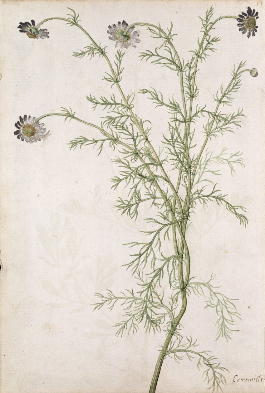 カモミールノーブルアリオーニ、1568年頃 作： ジャック・ル・モイン