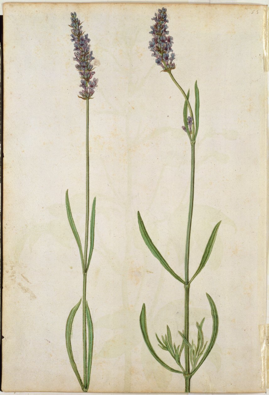 Lavandula officinalis（Old English Lavender）、1568年頃 作： ジャック・ル・モイン