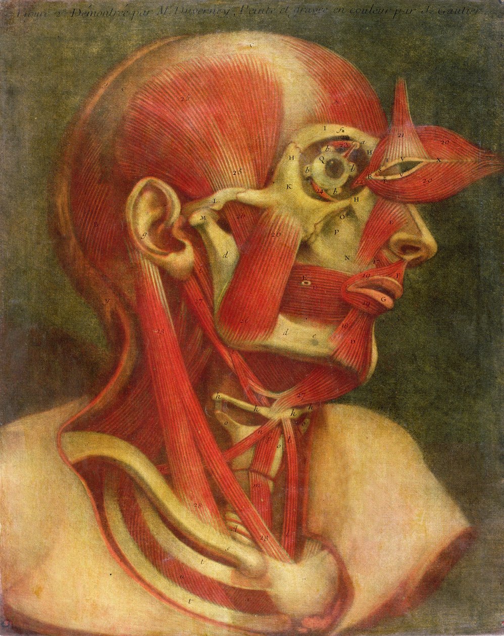 顔と首の筋肉、 &39;Myologie Complette en Couleur et Grandeur Naturelle&39;、1746年（メゾチント） 作： ジャック・ファビアン・ゴーティエ・ダゴティ