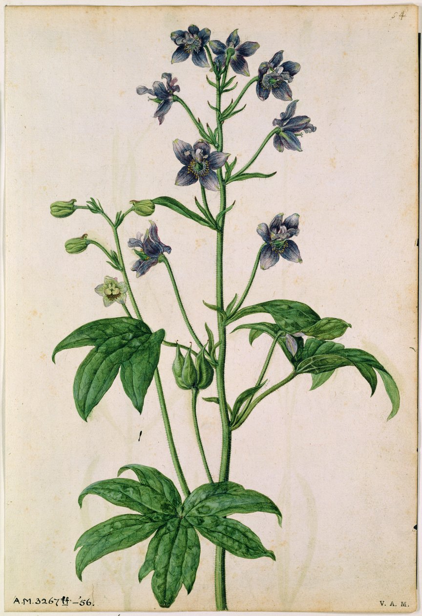 デルフィニウムJ.ル・モワンヌ・ド・モルグ（1588年没）作 Staphisagria (Stavesacre) 1568年頃 作： ジャック (1533-88) ル・モワーヌ