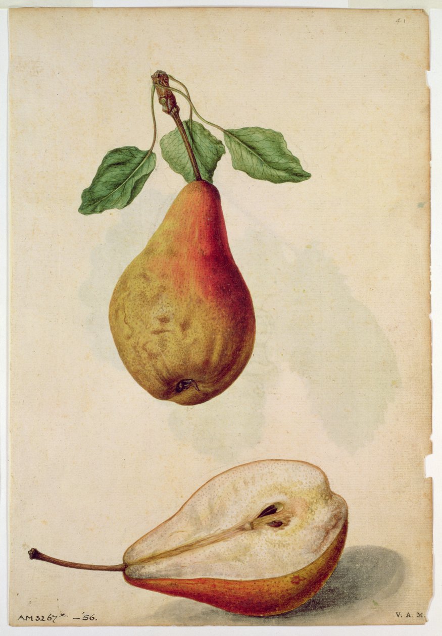 洋ナシ：1568年頃、J.ル・モワンヌ・ド・モルグ（1530-88年）作、Pyrus communis 作： ジャック (1533-88) ル・モワーヌ