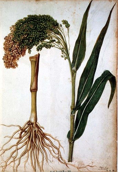 セタリア・イタリカ、1568年頃 作： ジャック・ルモワンヌ