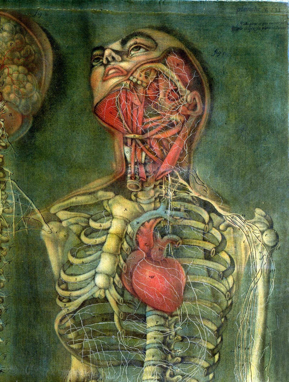 心臓と足の骨の油彩画 心臓と足の骨の油彩画 心臓と足の骨の油彩画 心臓と足の骨の油彩画