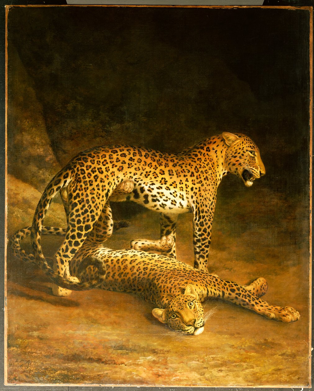 エクセター交換所にいる2頭のヒョウ、1808 作： ジャックローランアガッセ