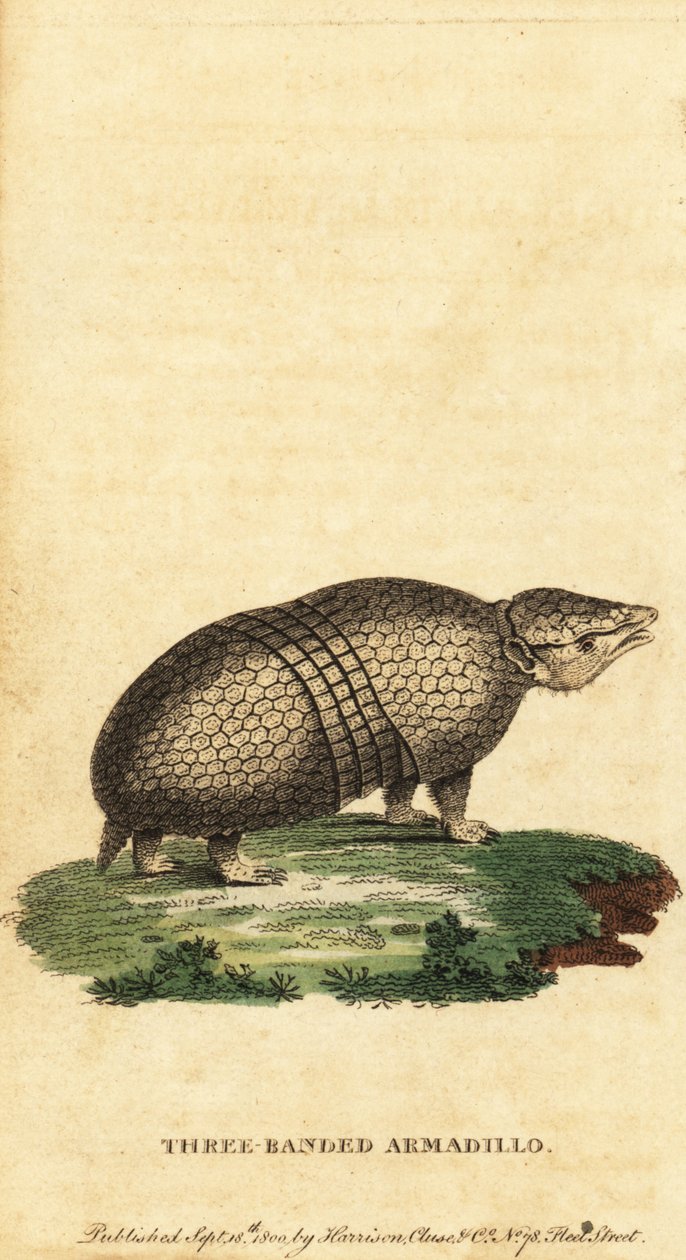ブラジルのスリーバンド アルマジロ、Tolypeutes tricinctus、1800 年 (彫刻) 作： ジャック・ド・セヴ
